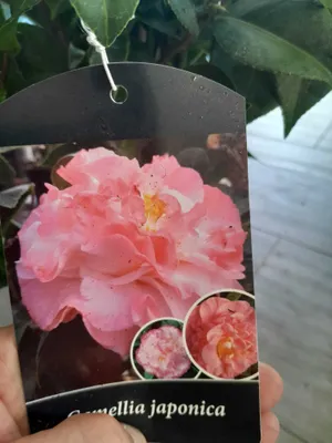 Zdjęcie produktu dla Kamelia o wielu kwiatach kolor nr 4 wysokość 40-60 cm - Kwitnąca piękność do ogrodu i na balkon