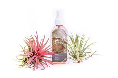 Obrázek produktu pro Gardners Set tillandsií s hnojivem