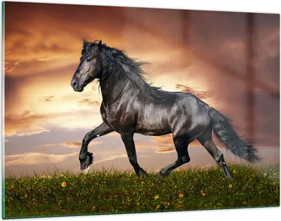 Produktbild von Bilder auf glas - Pferd Tier Wiese - 120x80cm - Glasbilder - Wandbilder - Kunstdruck - zum Aufhängen bereit - Wanddekoration aus Glas - Glas Bilder - Wandbild auf Glas - Einteilig - GAA120x80-2608