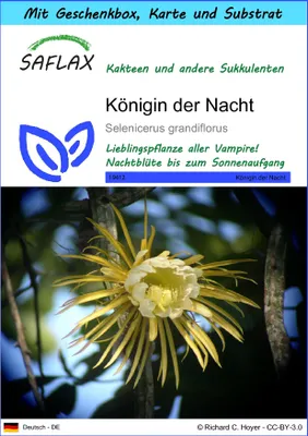 Produktbild von SAFLAX - Geschenk Set - Kakteen - Königin der Nacht - 40 Samen - Mit Geschenk- / Versandbox, Versandaufkleber, Geschenkkarte und Anzuchtsubstrat - Selenicerus grandiflorus