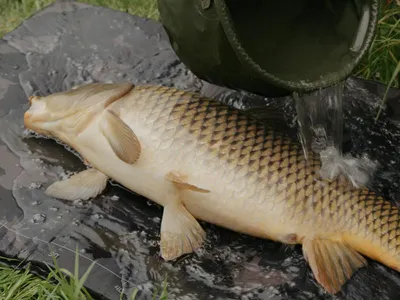 Produktbild von Delphin CarpMAT BANX Camo Fischmatte 90x50 cm
