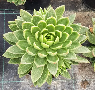 Image de Echeveria 'Gilva'
