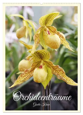 Produktbild von Orchideenträume (Wandkalender 2027 DIN A2 hoch), CALVENDO Monatskalender