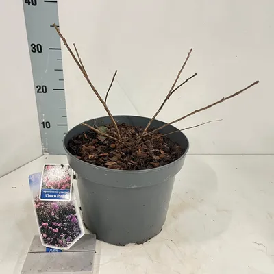 Produktbild von Lagerstroemia Choco Pink ('Lagvap'PBR) - Kräuselmyrte | 30-40 cm im Topf