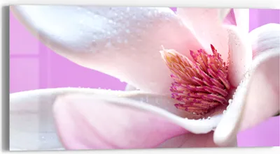 Produktbild von DEQORI Glasbild Echtglas 60x30 cm 'Magnolienblüte' Wandbild Bild modern Deko