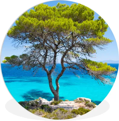 Produktbild von MuchoWow® Rundes Wandbild - Runde Bilder Baum - Meer - Tropisch - Sommer Ø 60 cm Kreis Wanddekoration Kunststoff - Wandkreis - Wandschmuck - Wand Kreis - Das Schlafzimmer - Die Bilder - Wandmalerei - Kunst für das Haus - das Plastik