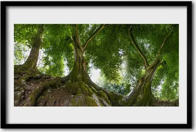 Produktbild von Bild 60x40 MDF-Rahmen Wandkunst Pflanzen-Bäume Natur