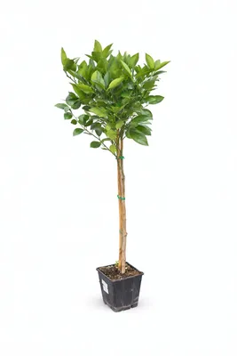 Immagine prodotto di Arancio Citrus Sinensis Valencia 120-140 cm - arancio per giardino e balcone, frutta fresca, resistente, facile da curare, ideale per frutteto fai da te