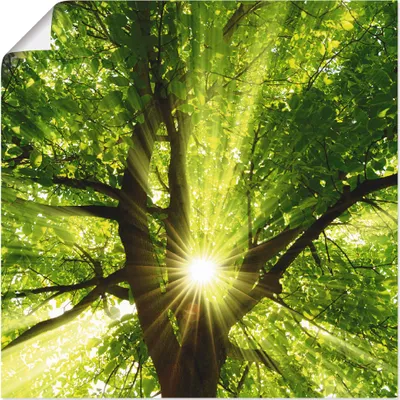 Produktbild von smileus: Sonne strahlt explosiv durch den Baum, Produkt:Poster, Größe (HxB):50x50 cm / Poster