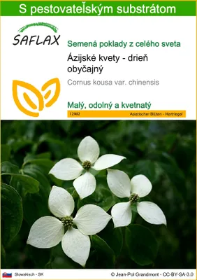 Obrázok produktu pre SAFLAX - Ázijské kvety - drieň obyčajný - Cornus kousa var. chinensis - 30 Semená - S pestovateľským substrátom bez klíčkov