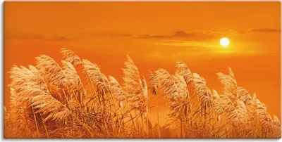 Produktbild von ARTland Leinwandbild Im Wind Größe: 60x30 cm