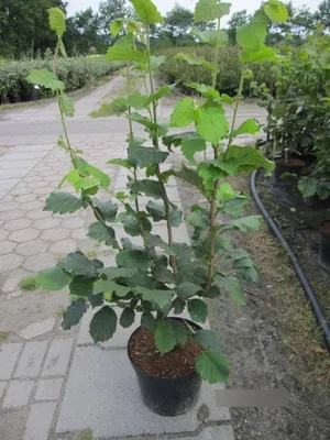 Produktbild von Corylus avellana Hallesche Riesennuss - Haselnuss - 80-100