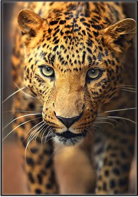 Produktbild von Wallario Wandbild Leopard in Nahaufnahme beim Laufen, Größe: 70,30 x 100,30 cm, Poster mit schwarzem Aluminiumrahmen