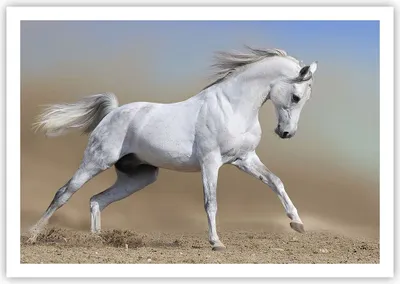 Produktbild von Poster - Poster ohne Rahmen - Pferd weiß Tier - 100x70 cm - Wand Bild - Wanddeko - Wandbilder - Kunstposter - Wandposter - Bilder - Kunstdruck - Wanddekoration - Wandbild - P2XAA100x70-0167