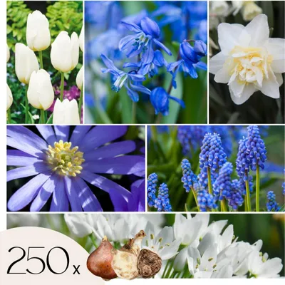 Image de Mélange de bulbes pour le jardin - Set de 250 - Bulbes à fleurs