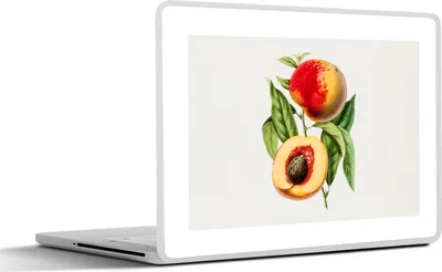 Produktbild von MuchoWow® Laptop Aufkleber Sticker Cover Pfirsich - Jahrgang - Obst 30x21 cm - Sticker für Laptop - Selbstklebend