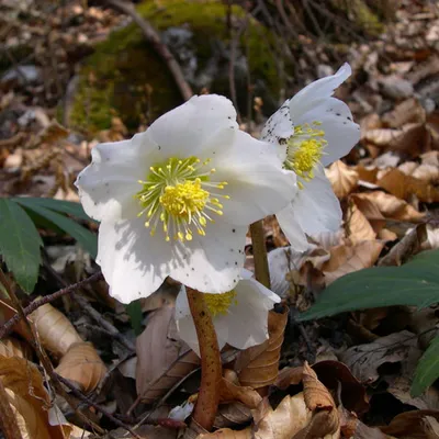 Immagine prodotto di 6 piante di Helleborus niger (Kerstroos) | Vaso da 9 cm x 9 cm