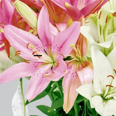 Produktbild von Servietten 33x33 cm - Pure lily