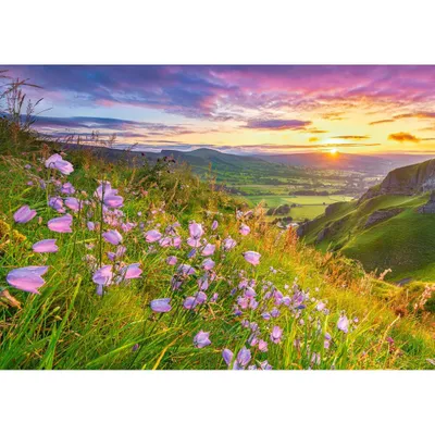 Image de Puzzle Castorland 500T Harebells Lever de soleil