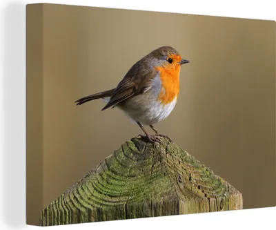 Produktbild von OneMillionCanvasses® - Leinwandbilder - 140x90 cm, Vogel - Rotkehlchen - Holz, Wandbilder Kunstdruck Wanddekoration - Foto auf Leinwand - Gemälde auf Holzrahmen