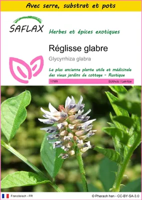 Image de SAFLAX Ensemble de culture - Réglisse glabre - 30 graines - Glycyrrhiza