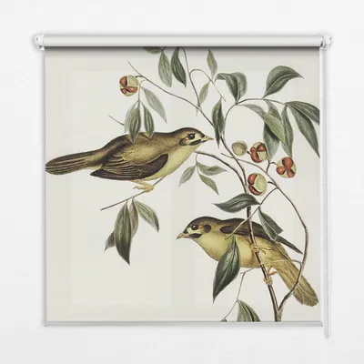 Produktbild von Seitenzug-Rollo Fensterrollo Jalousie - Thermo-Rollo Verdunkelungsrollo - 100x180 cm - Vögel auf einem Baum