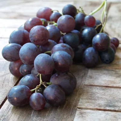 Produktbild von Kyoho - Weinrebe blaue Pflaumentraube
