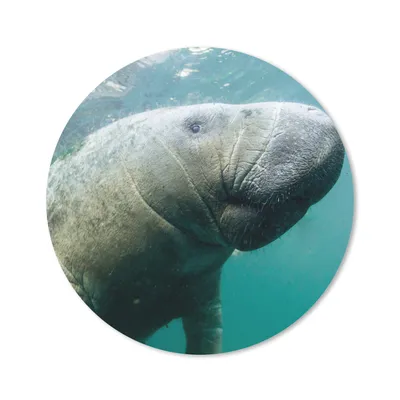 Produktbild von MuchoWow® Mauspad Mousepad Tiere - Wasser - Kamera 30x30 cm - Mousepads - Maus Mat - Pad - Mausunterlage - Tischunterlage - Schreibtischmatten