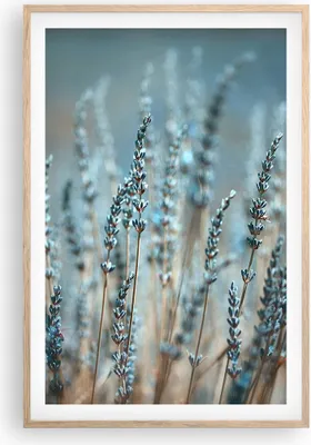 Produktbild von Gerahmtes Poster - Rahmen in heller Eiche - Lavendel Klinge Blume - 61x91,5 cm - Wand Bild - Wanddeko - Wandbilder - Kunstposter - Wandposter - Bilderrahmen - Bilder - Kunstdruck - P2NPA61x91-4986