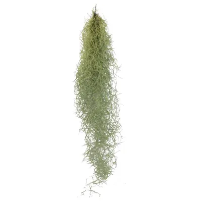 Immagine prodotto di Tillandsia, Tillandsia usneoides