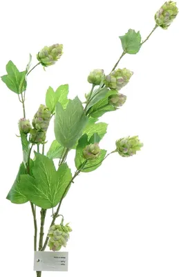 Produktbild von GASPER Hopfenzweig Grün mit Blüten 76 cm - Kunstblumen