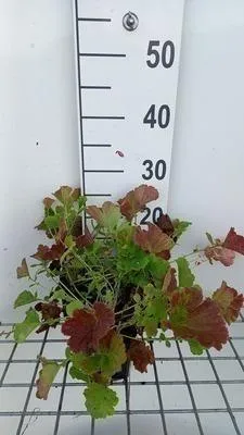 Image de 6 x Geum hybr. 'Smokey Peach' - Nelkenwurz - Topf 9 x 9 cm