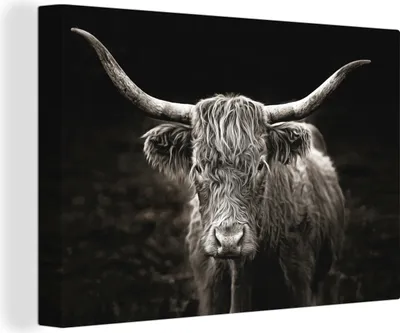 Produktbild von OneMillionCanvasses® - Leinwandbilder - 150x100 cm, Schottisches Hochlandrind - Schwarz - Weiß - Tiere, Wandbilder Kunstdruck Wanddekoration