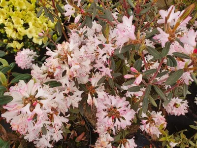 Produktbild von Rhododendron pubescens - Wild Rhododendron - 40-50cm