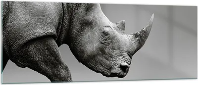 Produktbild von Bilder auf glas - Einteilig - Nashorn Monochrom Tier - 140x50cm - Glasbilder - Wandbilder - Bilder - zum Aufhängen bereit - Wanddekoration aus Glas - Glas Bilder - Wandbild auf Glas - GAB140x50-4954