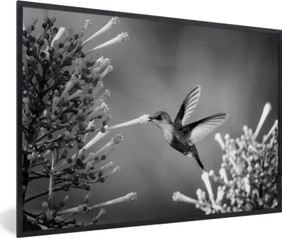 Produktbild von MuchoWow® MuchoWow® Gerahmtes Poster Purpurscheitel-Waldnymphe im Nationalpark von Costa Rica in schwarz-weiß 90x60 cm - Poster mit zchwarzem Bilderrahmen - Fotorahmen - Foto-Plakat