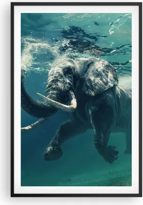 Produktbild von Gerahmtes Poster - Schwarzer Rahmen - Elefant Tier Wasser - 61x91,5 cm - Wand Bild - Wanddeko - Wandbilder - Kunstposter - Wandposter - Bilderrahmen - Bilder - Kunstdruck - Wandbild - P2BPA61x91-3944