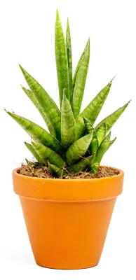 Obrázok produktu pre Gardners Sansevieria trifasciata Ananás, priemer 10,5 cm