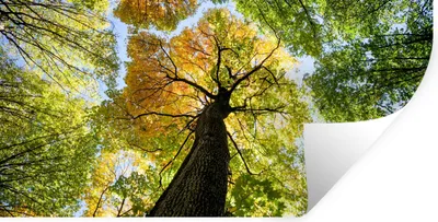 Produktbild von MuchoWow® Wandtattoo Wandsticker Wandaufkleber Baum - Natur - Wald 120x60 cm Selbstklebend und Repositionierbar - Sticker - Dekorfolie