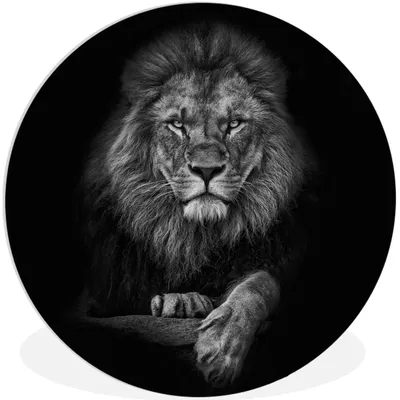 Produktbild von MuchoWow® Rundes Wandbild - Runde Bilder Löwe - Tiere - Schwarz - Weiß Ø 30 cm Kreis Wanddekoration Kunststoff - Wandkreis - Wandschmuck - Schlafzimmer - Bilder - Der Kreis - Kunst für die Wohnung - Plastik - Kunstdruck - Wandbild