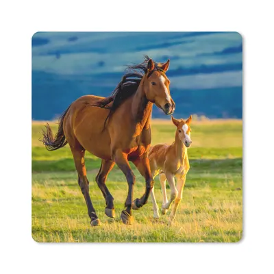 Produktbild von MuchoWow® Mauspad Mousepad Pferde - Gras - Tiere - Landschaft - Natur 30x30 cm - Mousepads - Maus Mat - Pad - Mausunterlage - Gaming