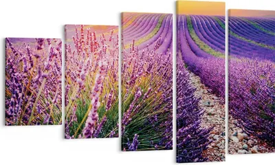 Produktbild von Bild auf Leinwand - Leinwandbild - 5 Teile - Feld Lavendel Sonne - 100x60cm - Wand Bild - Wanddeko - Wandbilder - Leinwanddruck - Bilder - Wanddekoration - Leinwand bilder - Wandbild - EG100x60-4703
