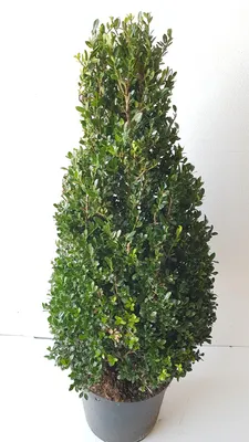 Produktbild von 2 Ilex Kegel, Sorte: Ilex crenata 'Stokes', Höhe: 70-80 cm ( japanische Stechpalme)
