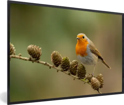 Produktbild von MuchoWow® Gerahmtes Poster Vogel - Rotkehlchen - Tannenzapfen - Zweig - Herbst 30x20 cm - Poster mit Schwarzem Bilderrahmen Wandposter Rahmen Foto Bilder - Kunstdruck - Bild-Poster