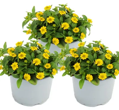 Produktbild von Husarenknöpfchen - gelb - Sanvitalia - 12cm - Set mit 3 Pflanzen