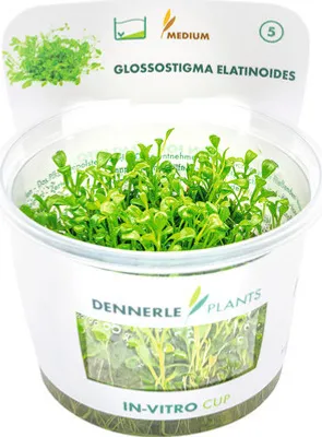 Obrázek produktu pro Glossostigma elatinoides In-Vitro