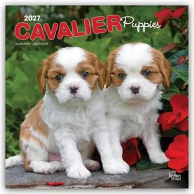 Produktbild von Cavalier King Charles Spaniel Puppies - Cavalier King Charles Spaniel Welpen 2027 - 16-Monatskalender
