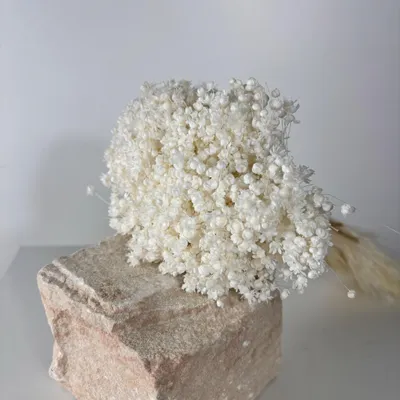 Image de Fleurs séchées Glixia - 1 bouquet - Pâquerettes séchées de différentes couleurs