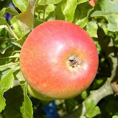 A close-up of a red apple hanging from a tree branch, surrounded by green leaves.