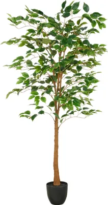 Produktbild von Kunstpflanze Ficus Benjamina H 150 cm